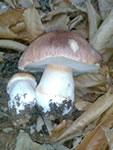 Boletos Edulis