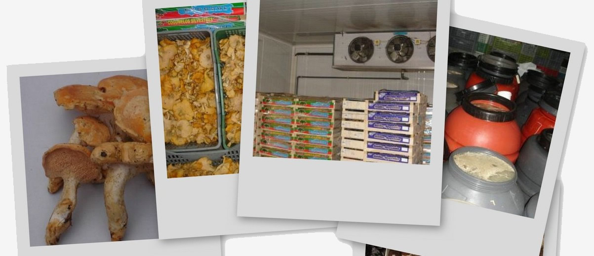 GALERIA DE FOTOS