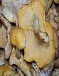 Cantharellus cibarius