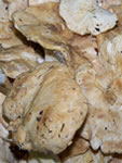 Hydnum repandum